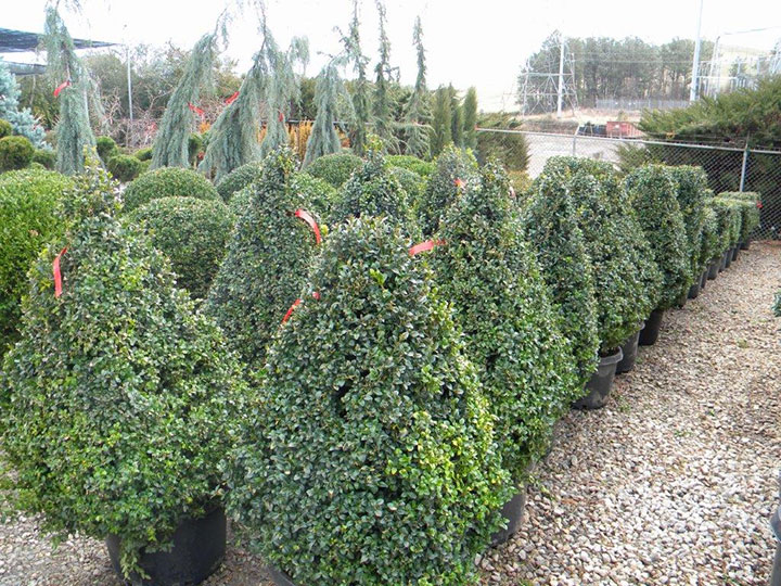 BUXUS PYRAMIDAL and 4 SIDED 36 INCH